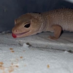 Meet your Posher, Adia